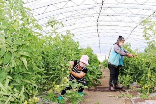 五大連池農(nóng)場(chǎng)小暑節(jié)氣田管忙