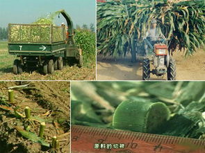 安徽青儲黑白膜 品質(zhì)卓越的青儲 黑白膜市場價(jià)格情況