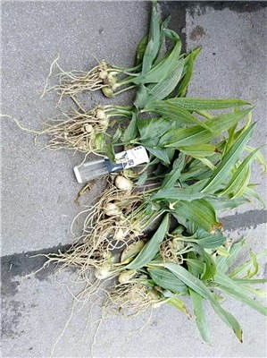 安順市種植公司基地 鼎森農(nóng)業(yè)