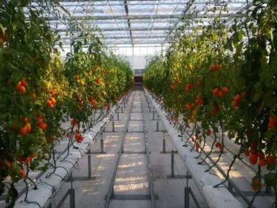 三農(nóng)日報|政策:新增高效育種重點實驗室;高光譜技術(shù):或?qū)⑵平廪r(nóng)產(chǎn)品采摘保鮮難題;知識!克隆農(nóng)場是個啥;極飛科技:發(fā)力直營服務體系