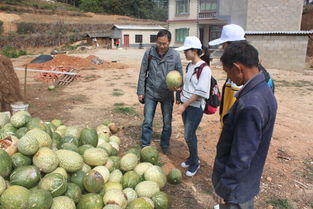 我校研究生社會服務團赴南華縣開展農業科技服務活動